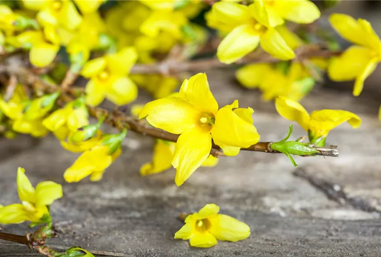 Forsythia x intermedia