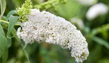 Sommerflieder 'White Profusion'
