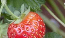 Garten-Erdbeere