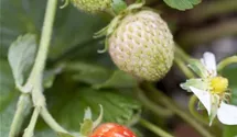 Garten-Erdbeere