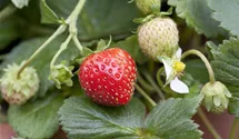 Garten-Erdbeere