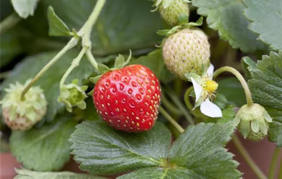 Fragaria x ananassa