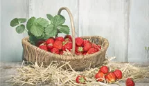 Garten-Erdbeere