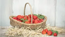 Garten-Erdbeere
