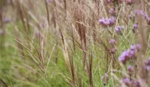 Garten-Chinaschilf