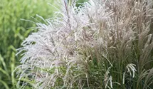Garten-Chinaschilf