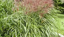 Garten-Chinaschilf