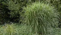 Garten-Chinaschilf