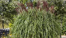 Garten-Chinaschilf