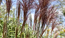 Garten-Chinaschilf