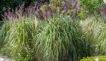Garten-Chinaschilf