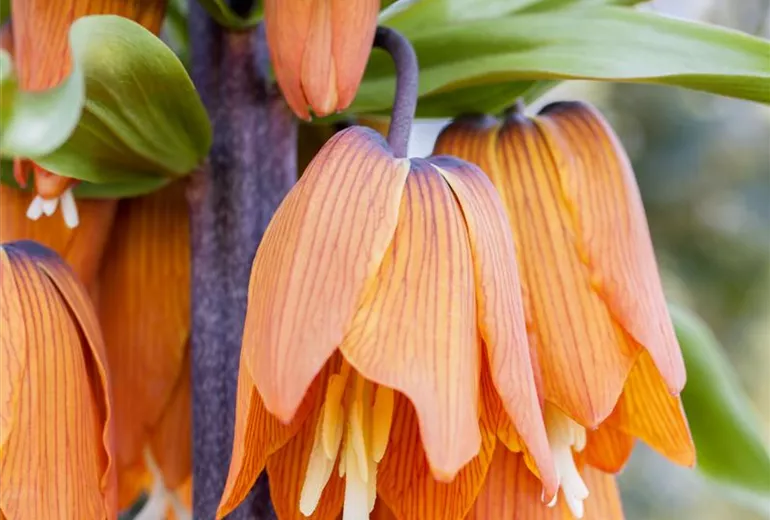 Fritillaria imperialis