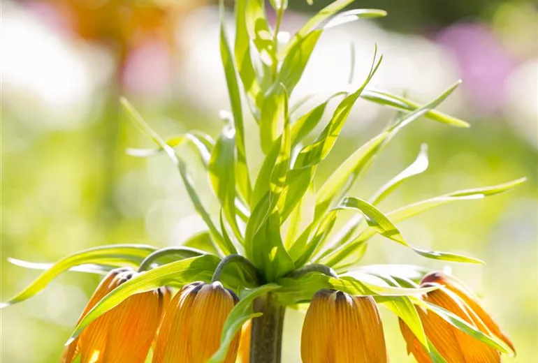 Fritillaria imperialis