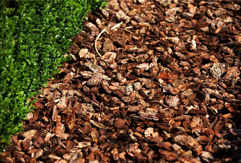 Buxus sempervirens var. arborescens