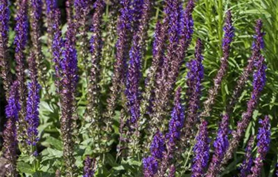 Salvia nemorosa Salvia nemorosa