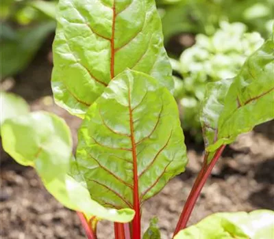 Beta vulgaris var. cicla Beta vulgaris var. cicla