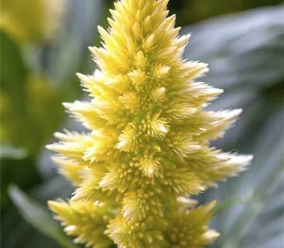 Celosia argentea Celosia argentea