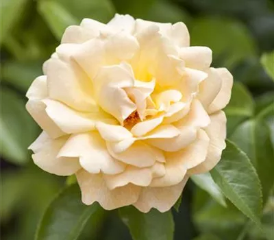 Strauchrose Strauchrose