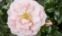 Duftrose