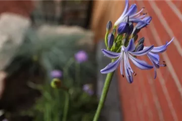 Afrikanische Schmucklilie - Einpflanzen im Garten