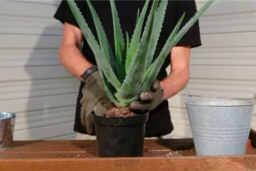 Aloe Vera - Umtopfen