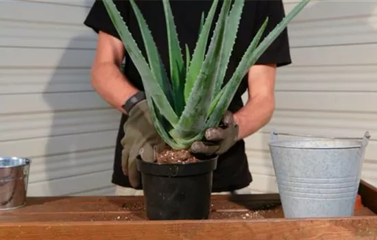 Aloe Vera - Umtopfen Aloe Vera - Umtopfen