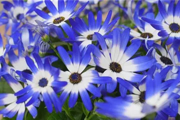 Aschenblumen - Einpflanzen im Garten