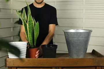 Bogenhanf - Umtopfen