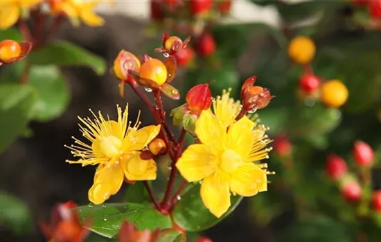Johanniskraut - Einpflanzen im Garten Johanniskraut - Einpflanzen im Garten