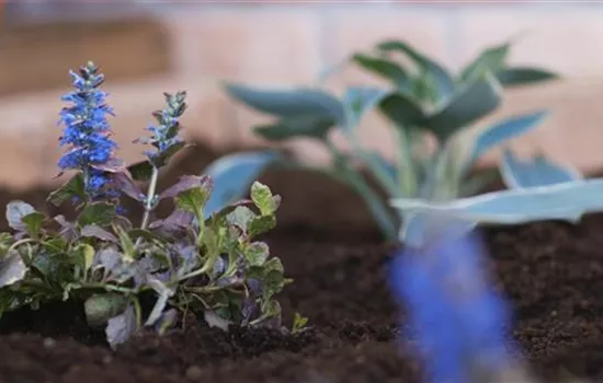 Kriechender Günsel - Einpflanzen im Garten Kriechender Günsel - Einpflanzen im Garten