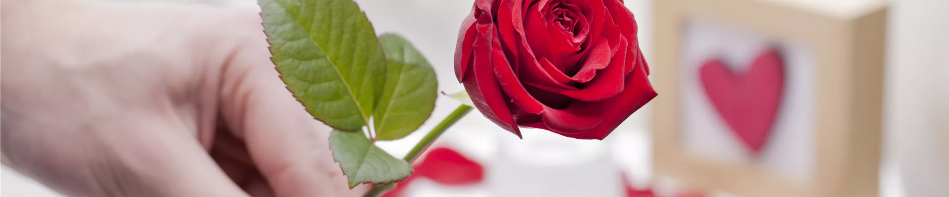 Rosa Rosa