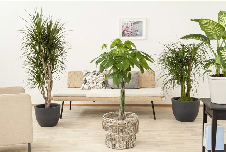 Beaucarnea recurvata