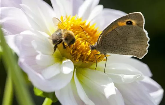 Frühblüher – das Frühlingsbuffet für Biene und Co. Frühblüher – das Frühlingsbuffet für Biene und Co.