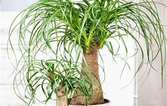 Beaucarnea recurvata Beaucarnea recurvata