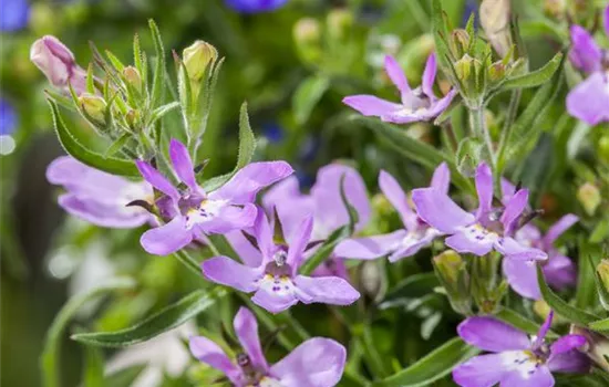 Männertreu – eine gefährliche Sommerliebe mit besonderen Blüten Männertreu – eine gefährliche Sommerliebe mit besonderen Blüten