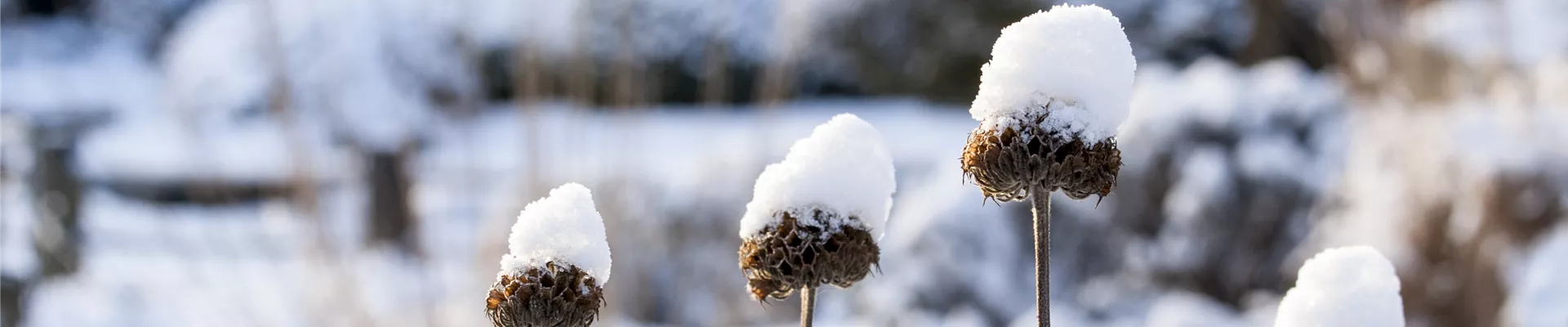 Sträucher mit Schnee Sträucher mit Schnee