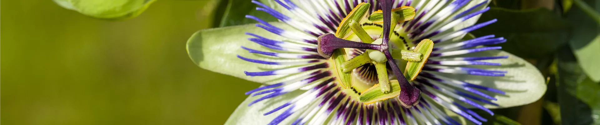 Passiflora caerulea Passiflora caerulea