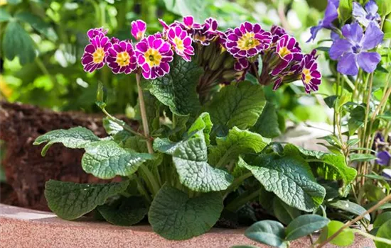 Tolle Frühblüher starten bunt ins Gartenjahr Tolle Frühblüher starten bunt ins Gartenjahr