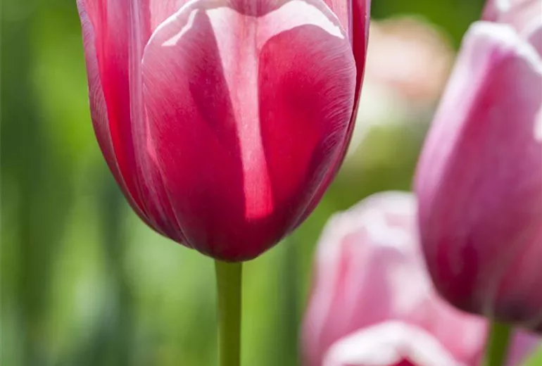 Tulipa