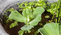 Wassersalat