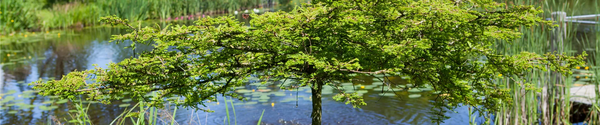 Metasequoia Metasequoia