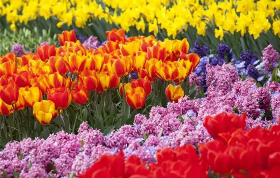 Bunter Frühling mit Blumenzwiebel und Co. – eine Übersicht Bunter Frühling mit Blumenzwiebel und Co. – eine Übersicht