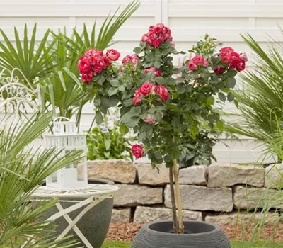 Rosa, Stamm Rosa, Stamm