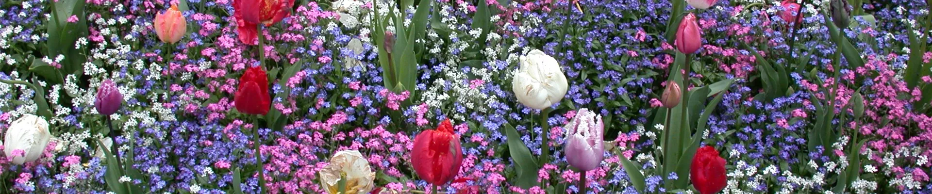 Myosotis sylvatica, Tulipa Myosotis sylvatica, Tulipa
