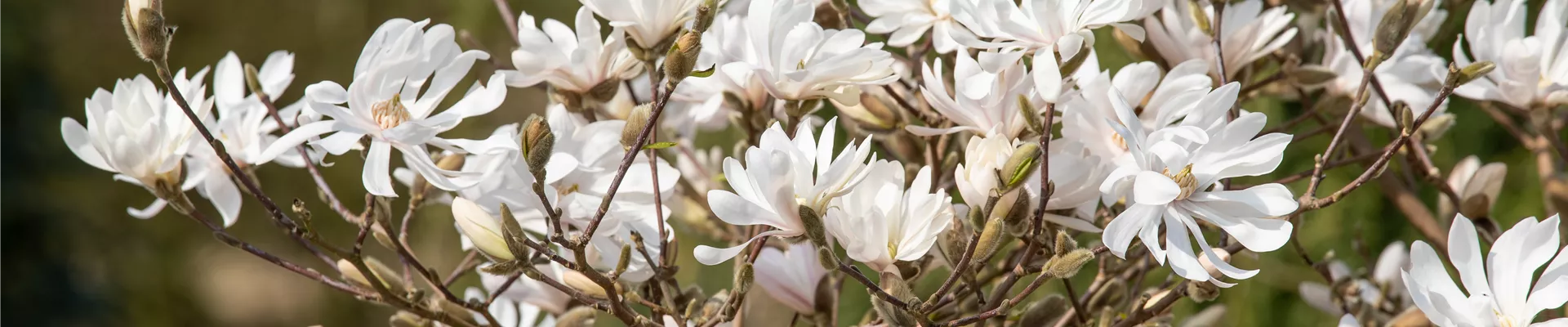 Magnolia stellata 'Royal Star' Magnolia stellata 'Royal Star'