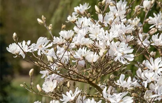 Frühblühende Gehölze – Ziemlich coole Gartenbewohner Frühblühende Gehölze – Ziemlich coole Gartenbewohner