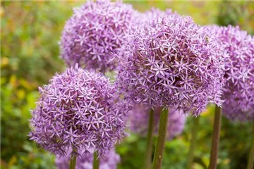 Allium – eleganter Zierlauch