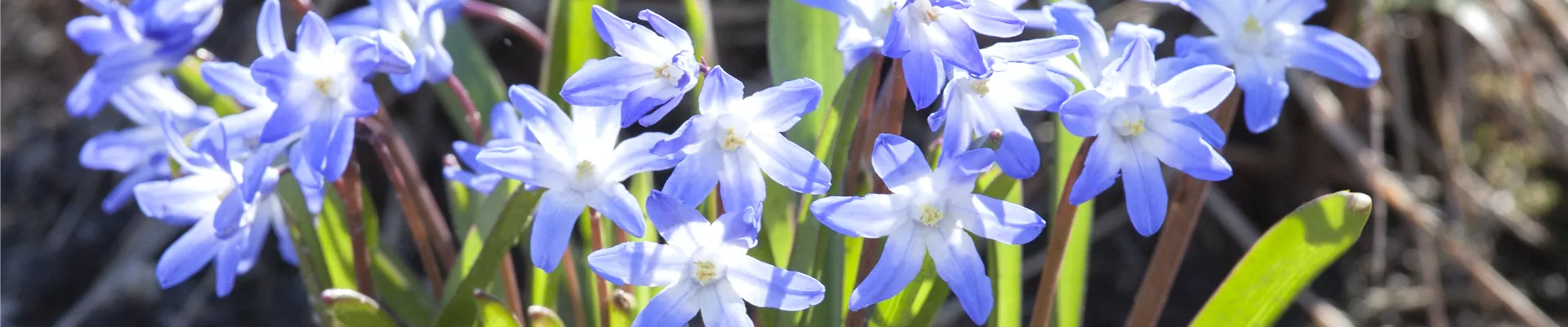 Chionodoxa forbesii 'Blue Giant' Chionodoxa forbesii 'Blue Giant'