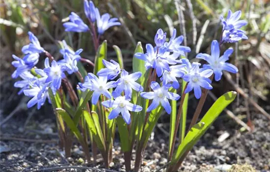 Blumenzwiebeln im Steingarten – So gelingt die Farbenpracht Blumenzwiebeln im Steingarten – So gelingt die Farbenpracht
