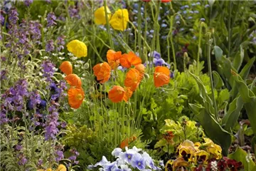 Mohn: Blütenzauber und Eleganz